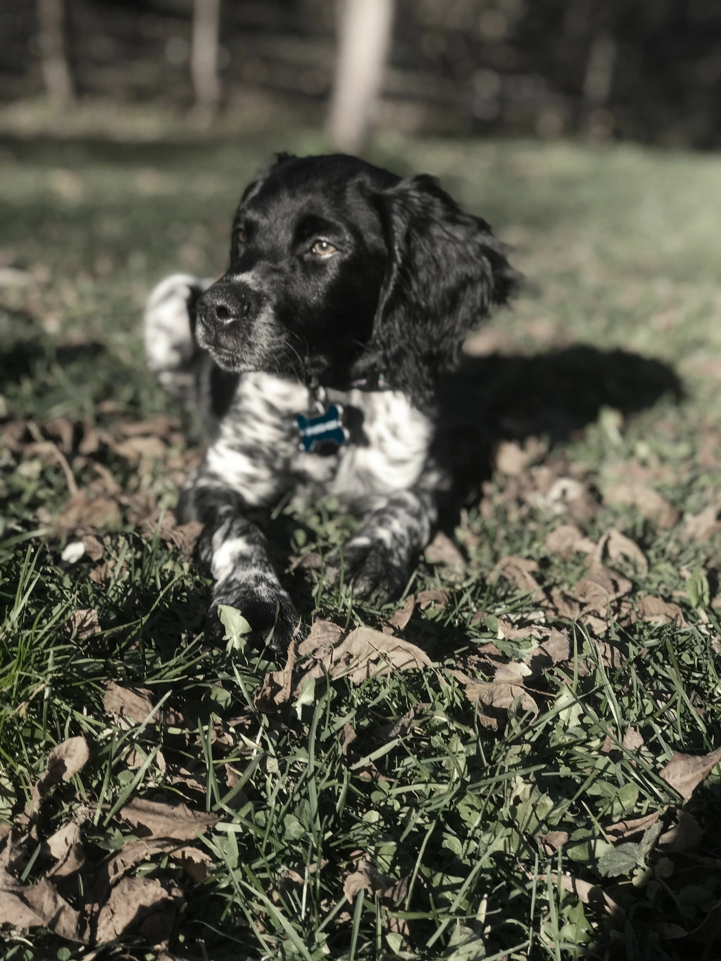 In home obedience 2024 training near me